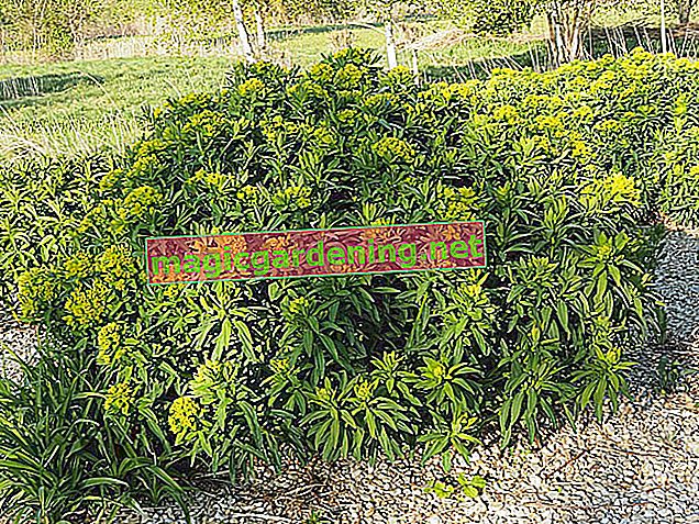 Euphorbia ingens - egzotyczna, piękna i trująca
