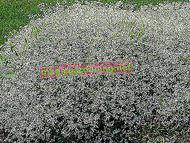 Euphorbia 'Diamond Frost' - comment passer l'hiver?