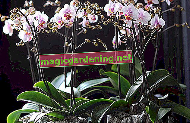 Divide orchids correctly for propagation - this is how it works