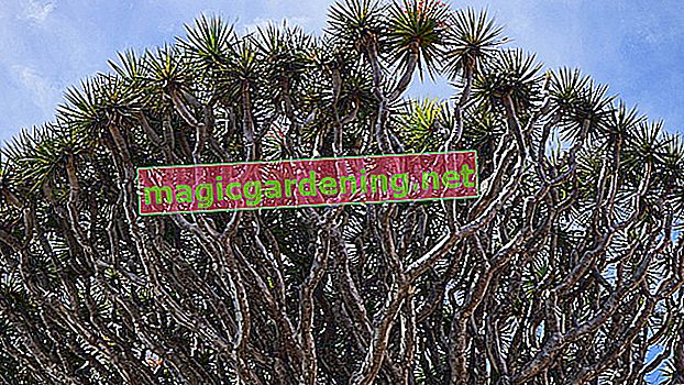 How to care for your Canary Island dragon tree - tips and tricks