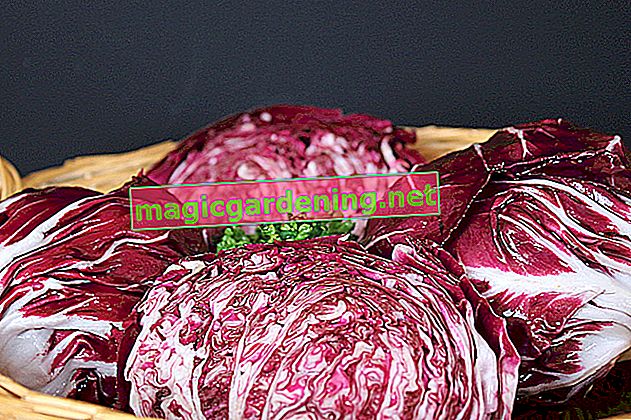 Store red cabbage: in the refrigerator, in the cellar or in the freezer
