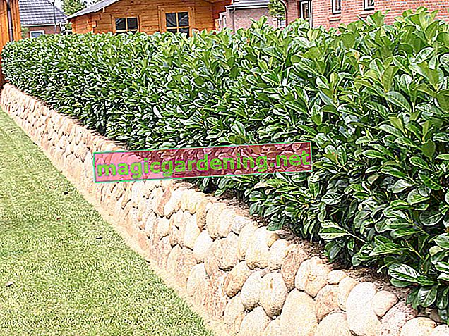 Plant a laurel hedge in the garden