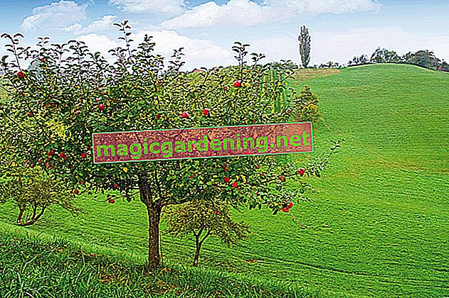 Izvucite stablo jabuke iz jezgre sami