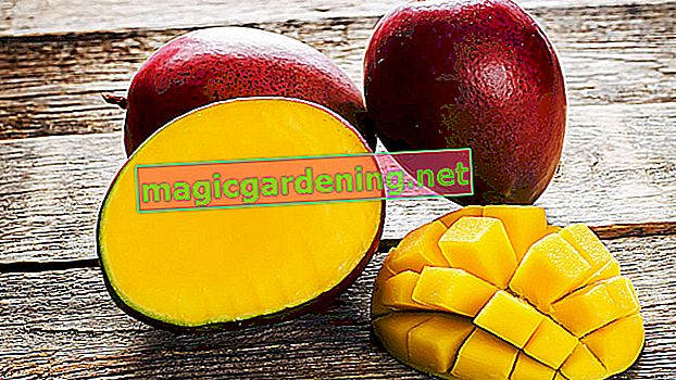Jak správně skladujete mango?
