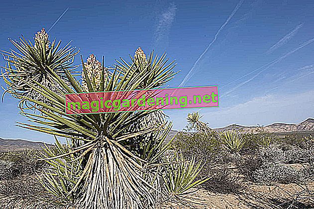 Yucca palmiyesi sarkık bırakır - nedenleri ve karşı önlemler