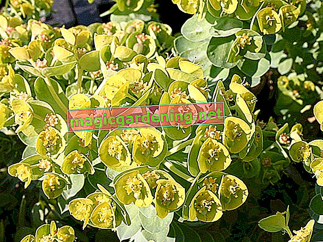 Euphorbia - that's how poisonous the milkweed family are