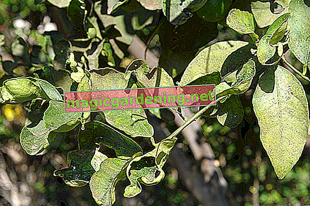 Rozpoznaj i leczyj choroby na drzewie cytrynowym