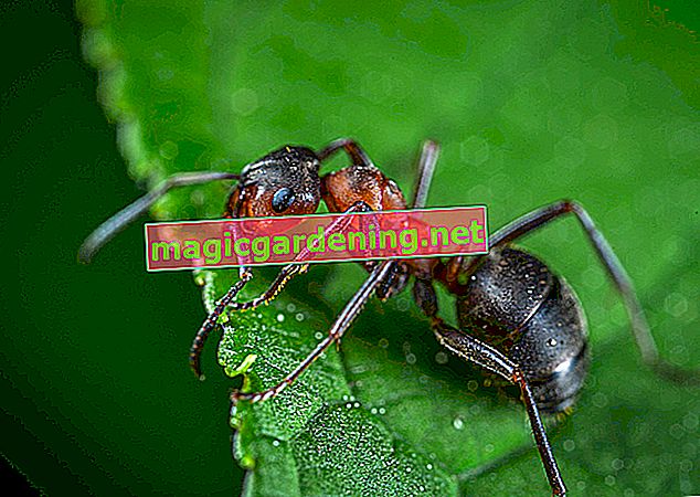 Tutti i rimedi casalinghi per le formiche