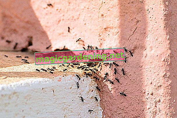 domácí opravné prostředky proti mravencům