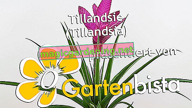 Bromeliad: care & varieties