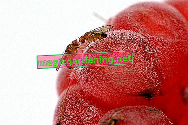 La cattura dei moscerini della frutta