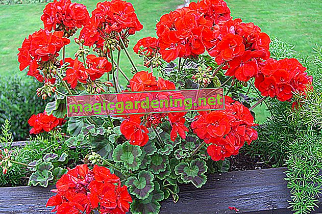 Cut back geraniums before overwintering