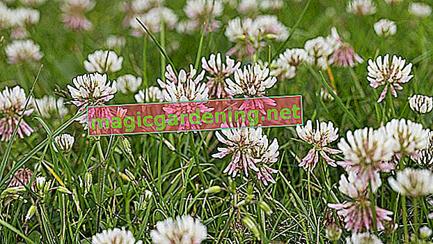 Trifoglio in giardino: informazioni sul periodo di fioritura