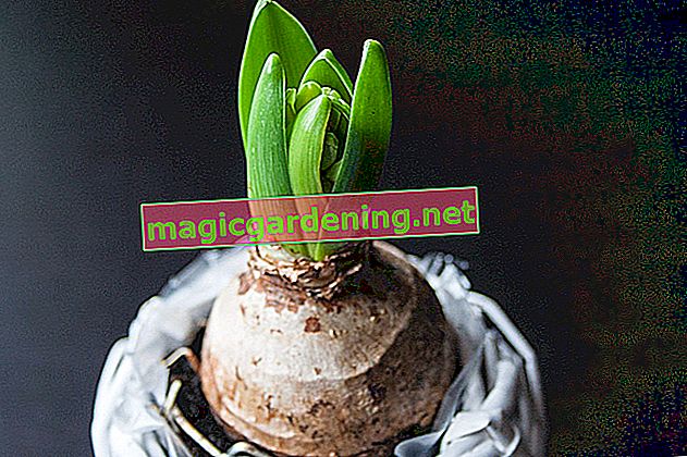 Laat hyacinten goed overwinteren