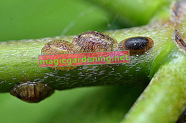 How to fight scale insects