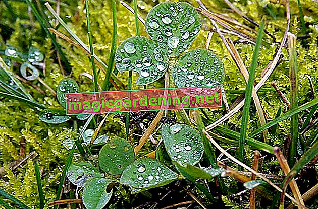 Is the clover also edible for humans?