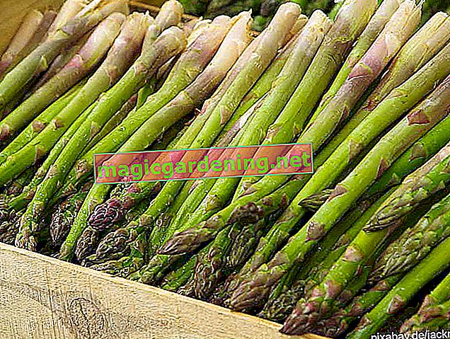 Freezing asparagus - is that also possible unpeeled?
