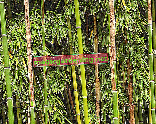 Il bambù è velenoso?