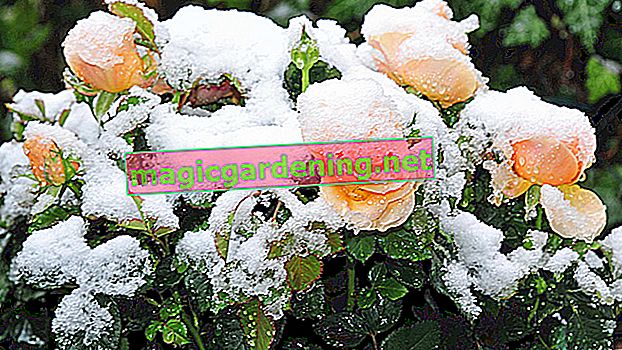 Zaštitite hortenzije na odgovarajući način od mraza