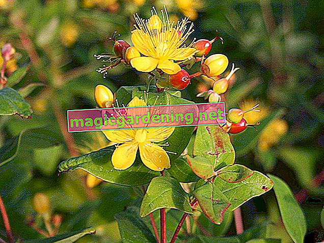 St. John's wort - harvest and process correctly