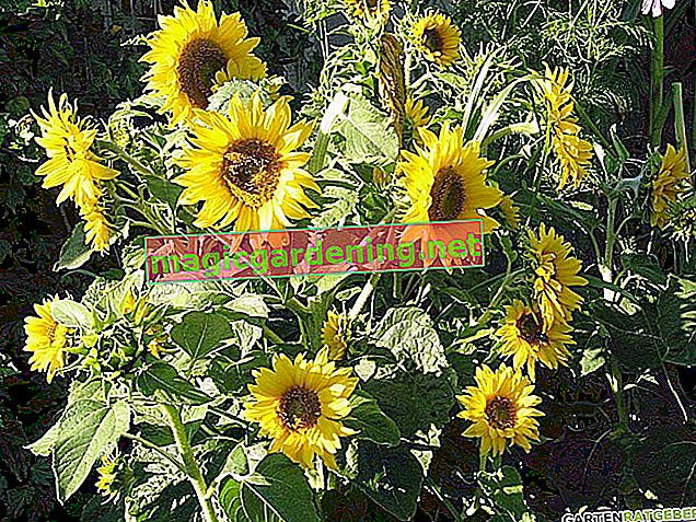 Pull sunflowers in a pot