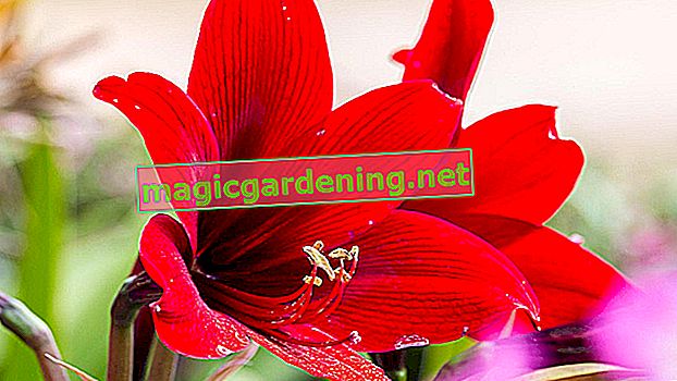 Successfully summering the amaryllis - this is how it works