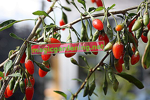 The ideal location for the goji berry