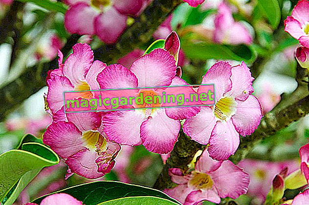 I giacinti appartengono alle piante ornamentali leggermente velenose