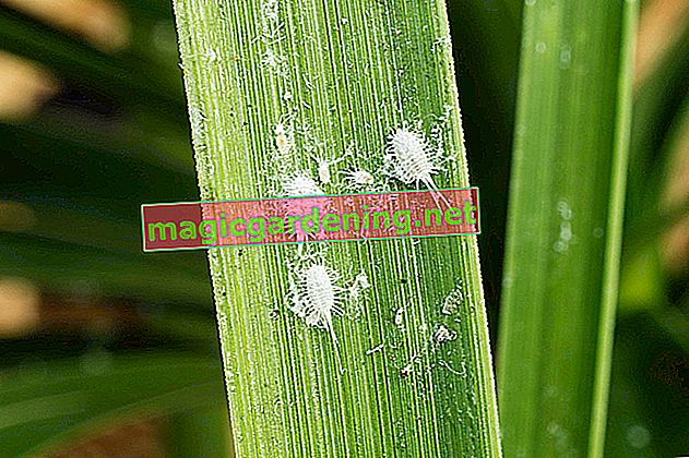 Rivestimento bianco sulla palma yucca: fungo o parassita?