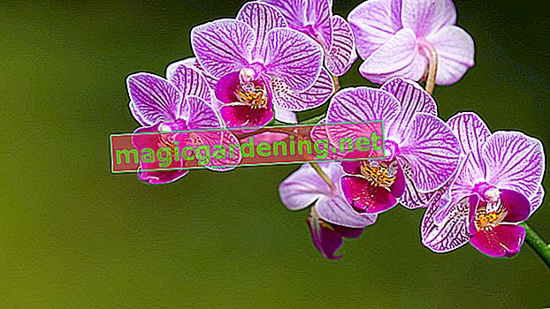 Cambria orchidej chce tuto péči