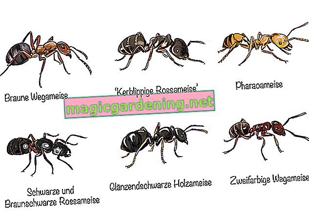 Formiche nell'appartamento: specie di formiche