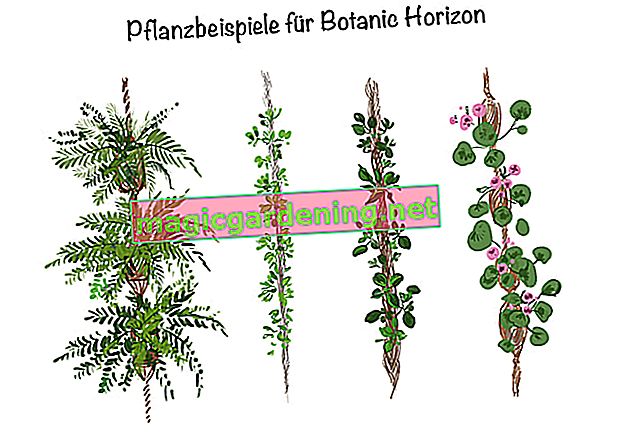 Hanging gardens: plant examples for Botanic Horizon