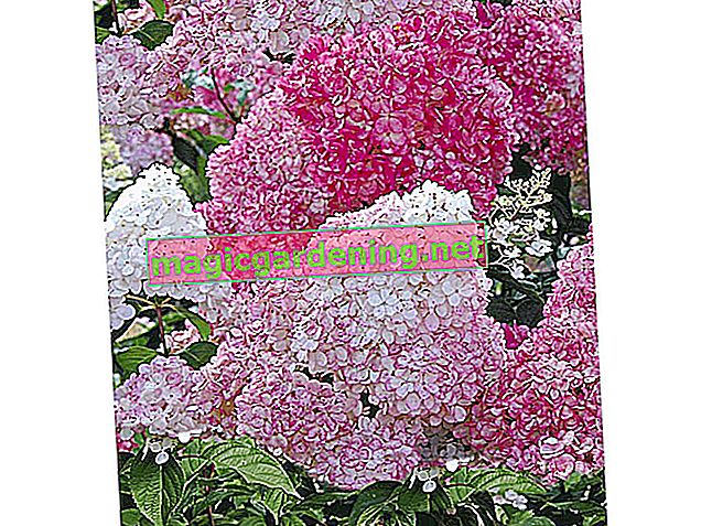 Hortenzije na otvorenom - romantične vrtne ljepote