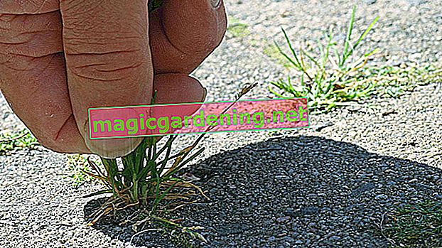Kill weeds with magnesium sulfate and apple cider vinegar