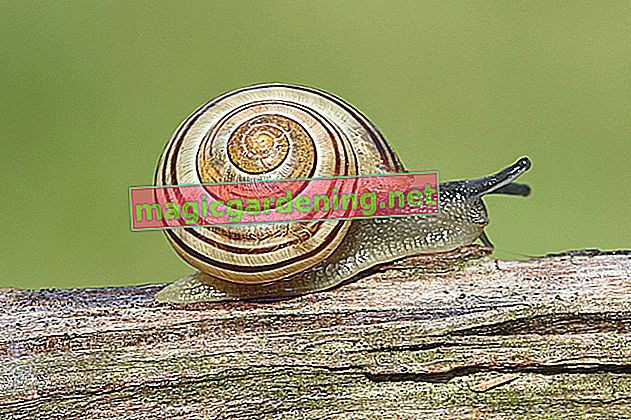 Fighting snails in the garden - tips & tricks against the snail plague