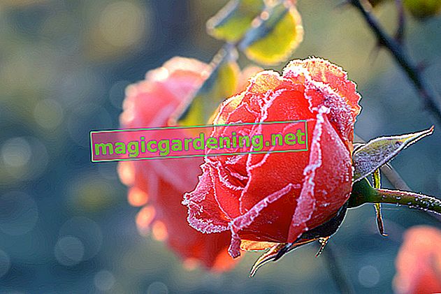 Защитете розите от гъбична атака с полски хвощ