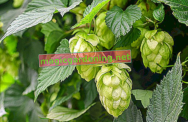 Use of hops in the kitchen, garden and beer production