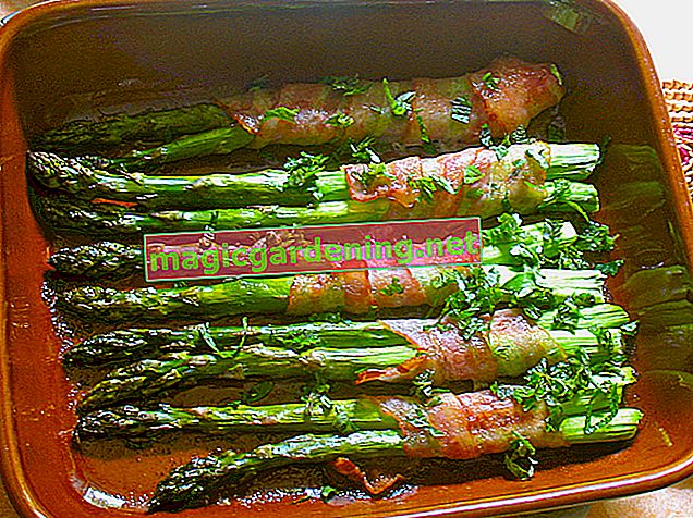Growing green asparagus made easy