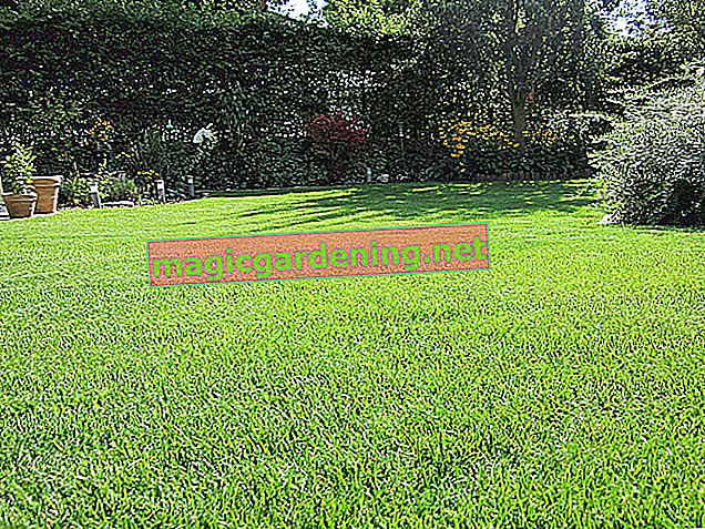 Cover the lawn after sowing