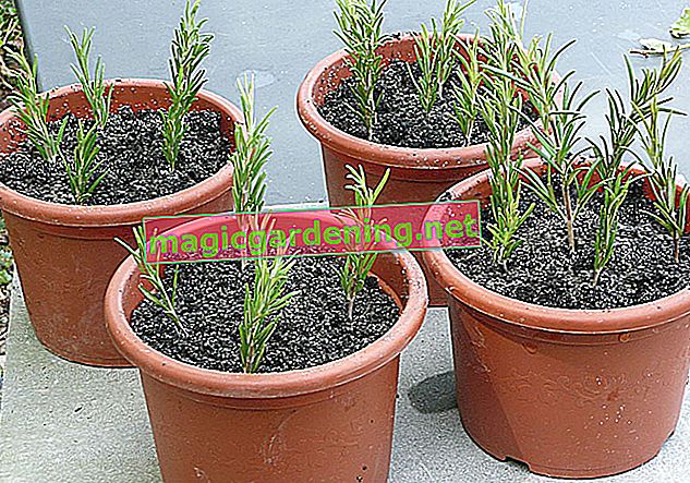 Rosemary - easy propagation via cuttings