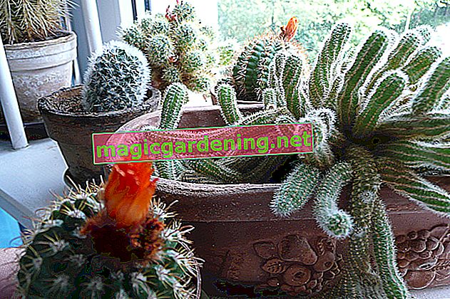 Recommended cacti for outdoors - a selection