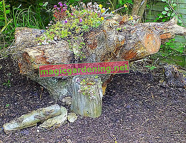 Planting tree roots - how to beautify your garden