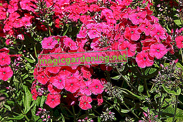 The best location for phlox