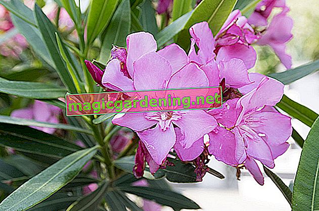 Repot the oleander annually