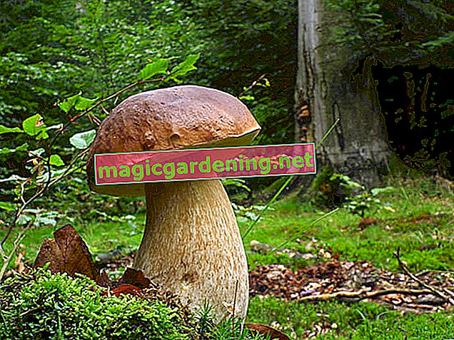 Funghi nella foresta e nel giardino: crescita e peculiarità