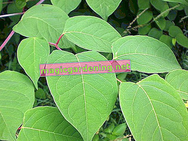 Japanese knotweed: how to remove the behemoth