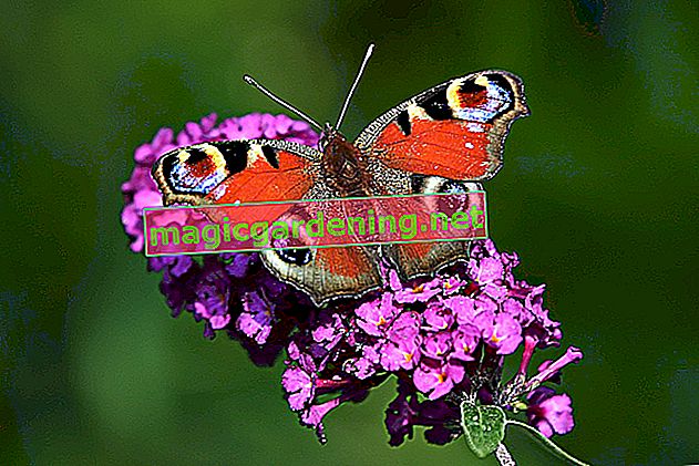 Павич метелик - профіль прекрасної метелики!