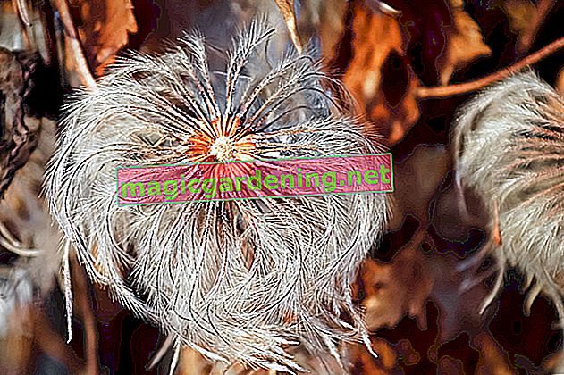 Encourage clematis seeds to germinate - this is how it works