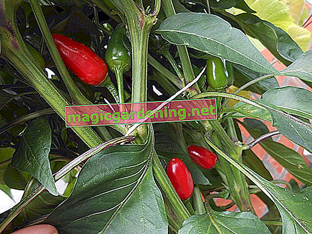 Upřednostňujte papriku - rychlejší od semínka k lusku