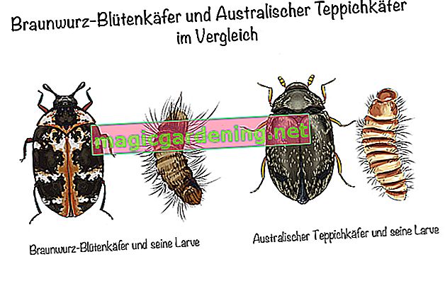 חיפושית פרחי פיגווורט וחיפושית שטיח אוסטרלית בהשוואה